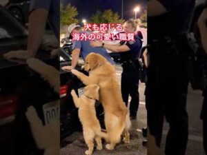 犬も応じる女性警察官による海外の可愛い職質(職務質問)